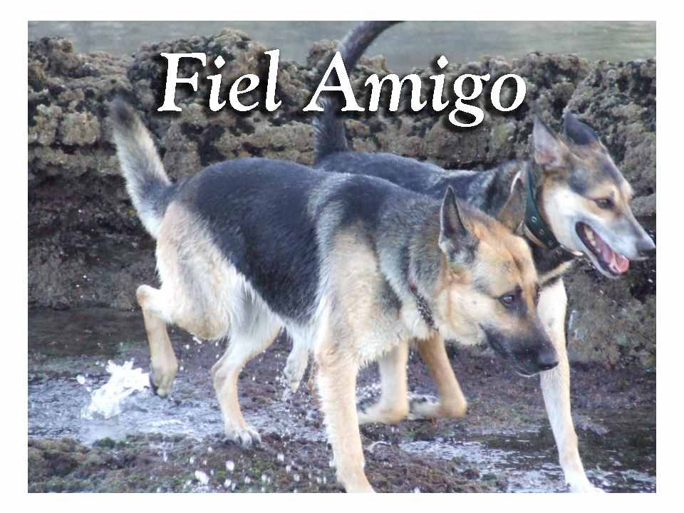 Fiel Amigo