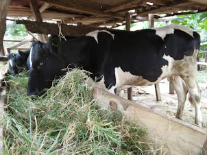 Farmhouse near " Gorilla African guest House " in Jinja village of Entebbe