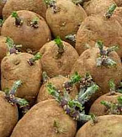 Cheated Potatoes Cheated Potatoes