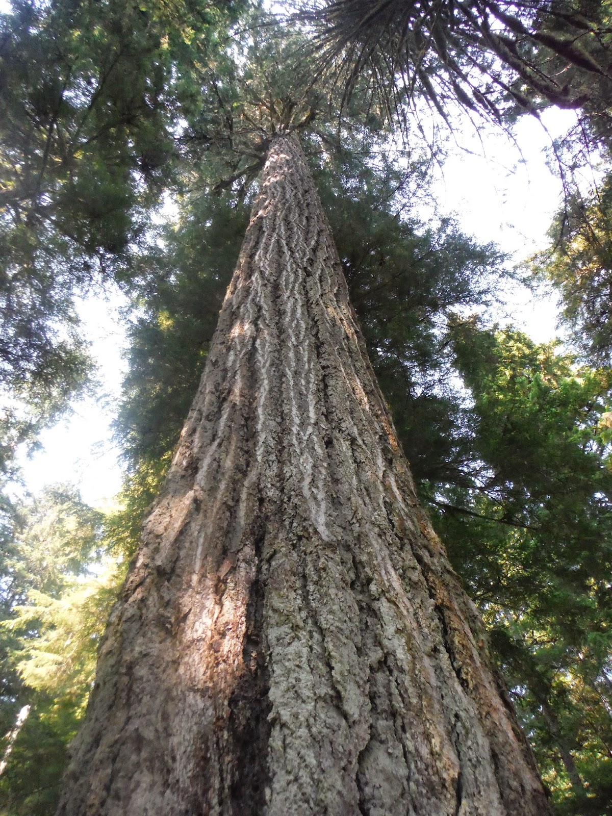 Discover Outdoors Kayak Chilliwack Lake, BC A fishy story