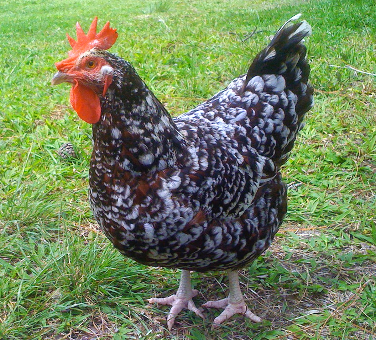 Speckled Sussex Chicken Modern Farming Methods