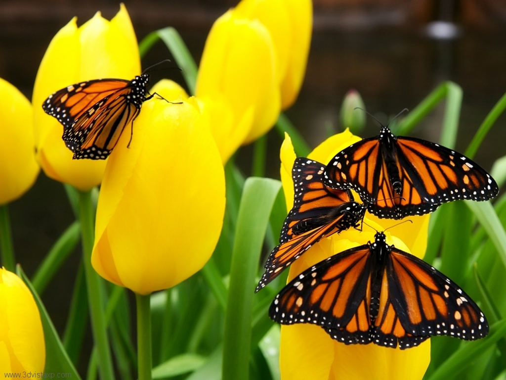 wallpaper flower and butterfly butterflies and flowers mobile wallpapers wallpaper flower and butterfly butterflies and flowers mobile wallpapers