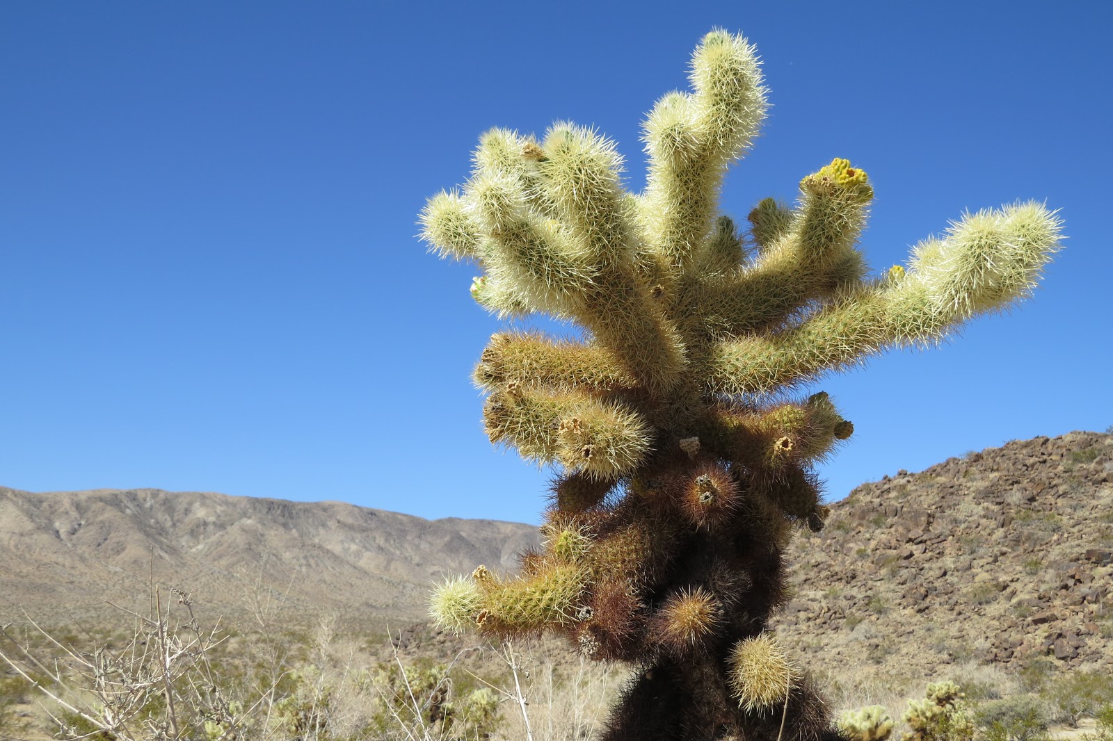 Joshua Tree National Park cholla cactus