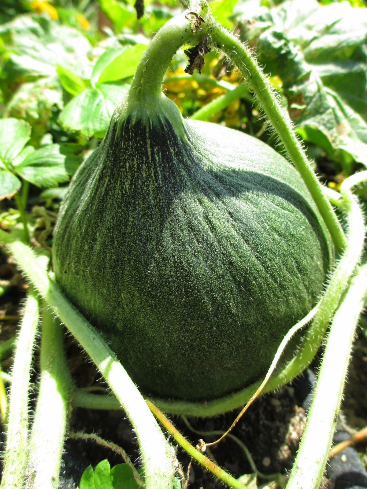 Andie's Way Melon Mayhem