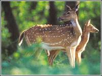 Periyar Wildlife Sanctuary
