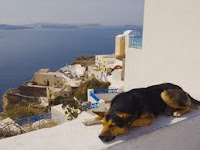 Pets Some Travel Tips For Pets