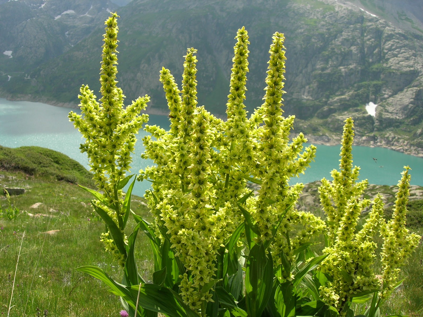Vératre blanc (fleur)(photos,description) Chamonix+Juillet+06+%252B+Randos+AMM+072