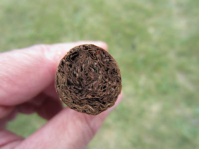 Cigar Cuba chính hiệu!!! Đẳng cấp ông chủ!!!! - 2