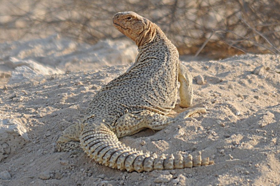 Birds of Saudi Arabia Arabian Spinytailed Lizard Dhahran Hills