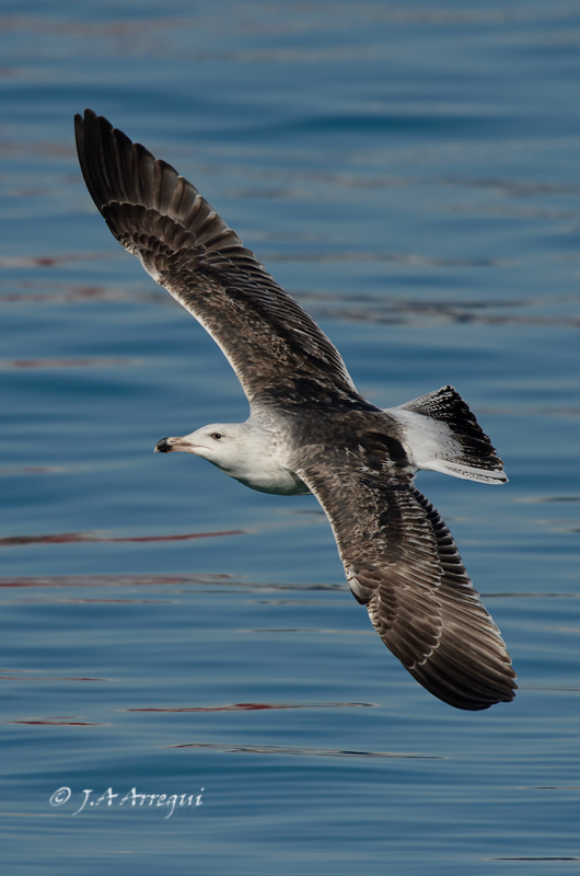 Gavión atlántico, Larus marinus, Greater Black-backed Gull Gavión atlántico, Larus marinus, Greater Black-backed Gull