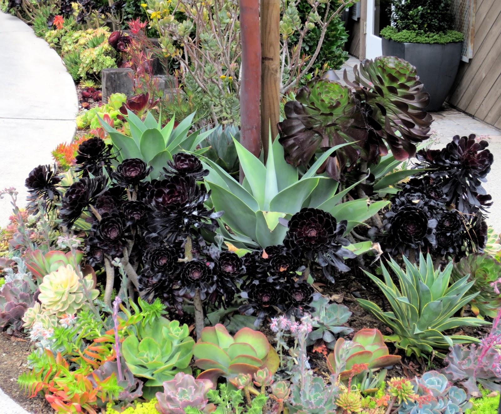 Late to the Garden Party: Nursery Visit: Roger's Gardens