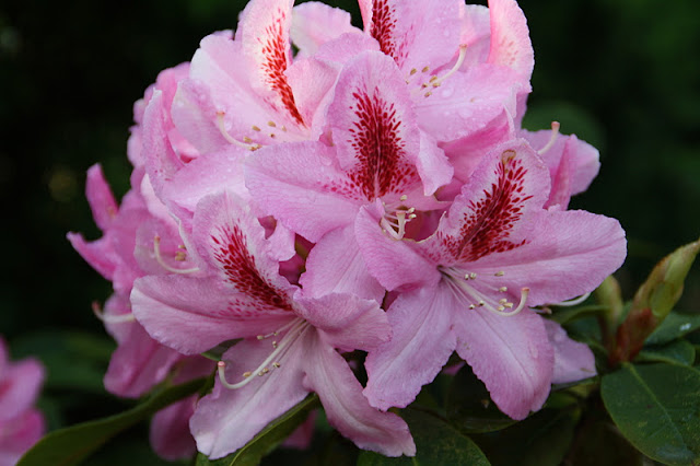 Frk. anemone: mine rhododendron Stue rhododendron