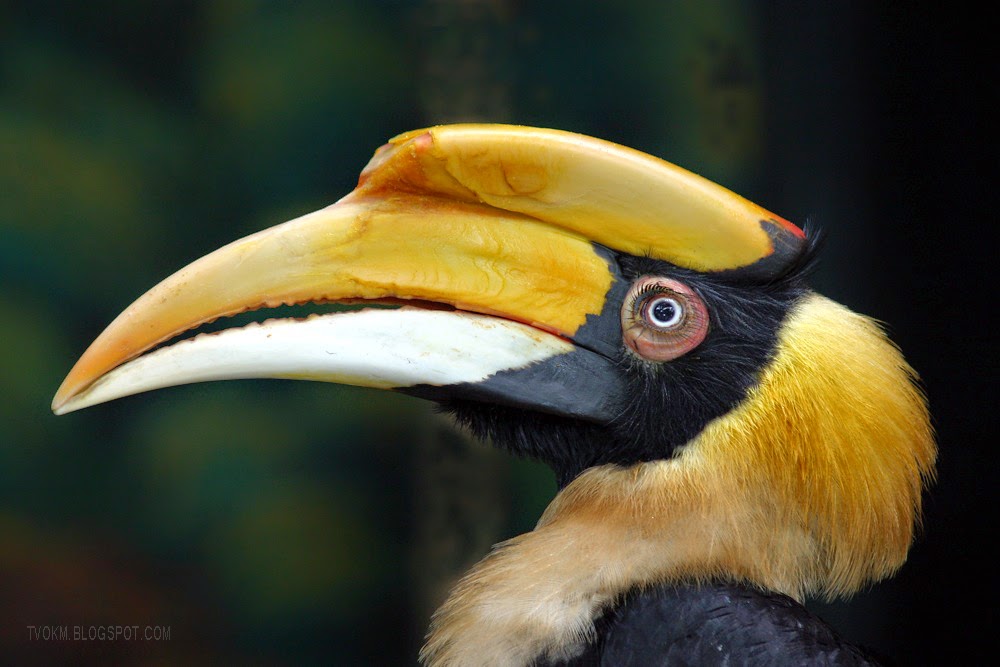 Borneo Wildlife Hornbill TVOKM