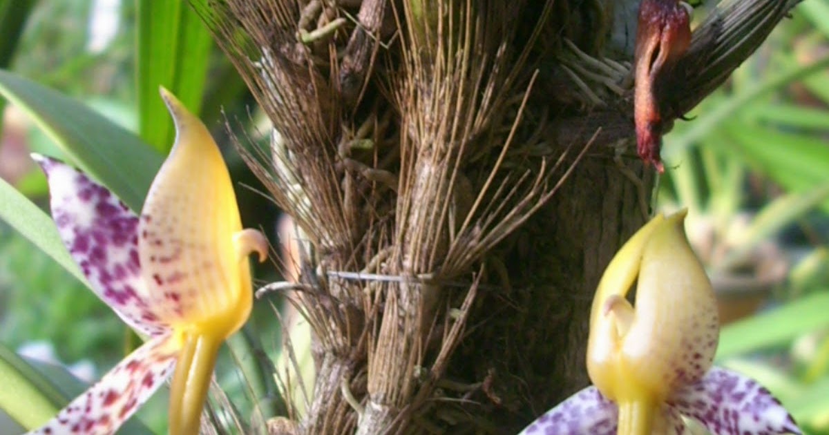 orchid69 Bulbophyllum Macranthum