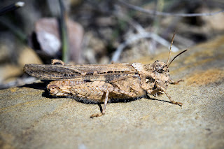 Para ampliar Acrotylus insubricus (Saltamontes de alas rojas) hacer clic