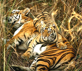 bengal tiger images, bengal tiger photos