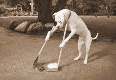 [Imagen: perro-limpiando-excrementos5.jpg]