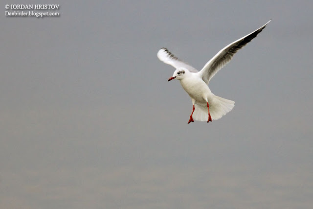 Black headed Gull photography