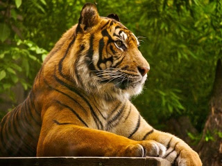 beautiful tiger picture