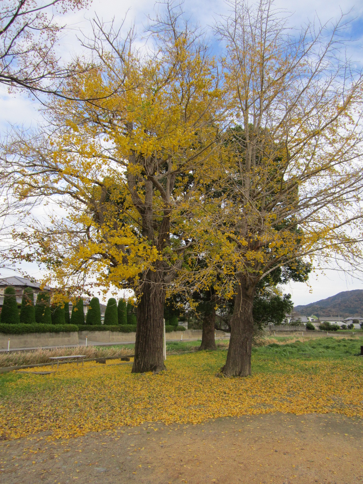 桃山日記 黄葉 紅葉 常緑樹 広葉樹