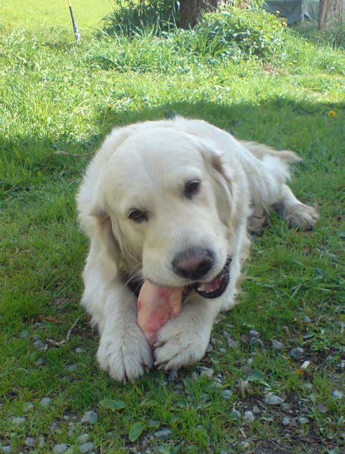 Golden Retriver Eating Veggie Cake And Growling Golden Retriver Eating Veggie Cake And Growling