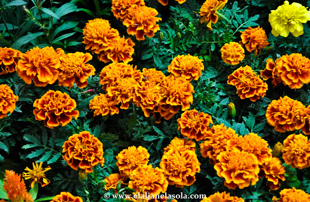 Flower vendors, Sidewalk Baguio