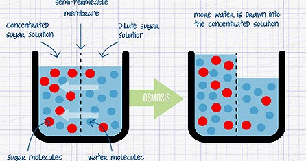 osmosis and diffusion journal Secondary & college biology students' misconceptions about diffusion & osmosis you may not download an entire issue of a journal or multiple copies of articles. osmosis and diffusion journal Secondary & college biology students' misconceptions about diffusion & osmosis you may not download an entire issue of a journal or multiple copies of articles.