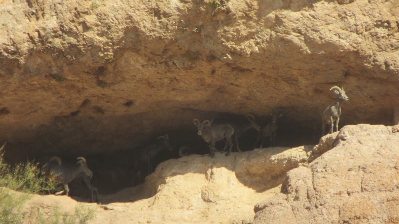 1+Arizona+Desert+Bighorn+Sheep+Hunt+Photos+with+Colburn+and+Scott+Outfitters+Darr+Colburn+and+Jay+Scott+8.JPG