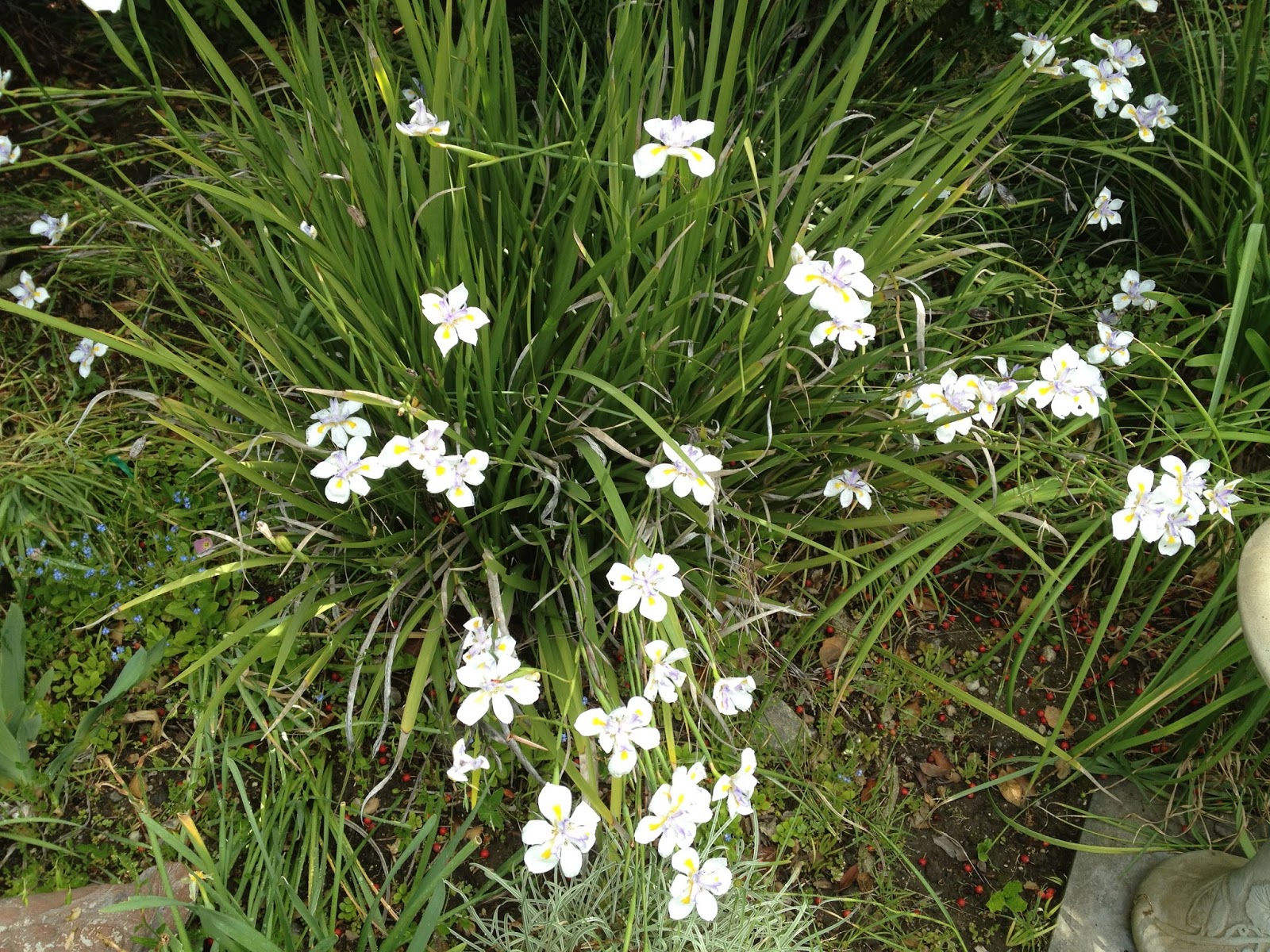 Aprille�s SoCal Gardening Fortnight Lily or What NOT to