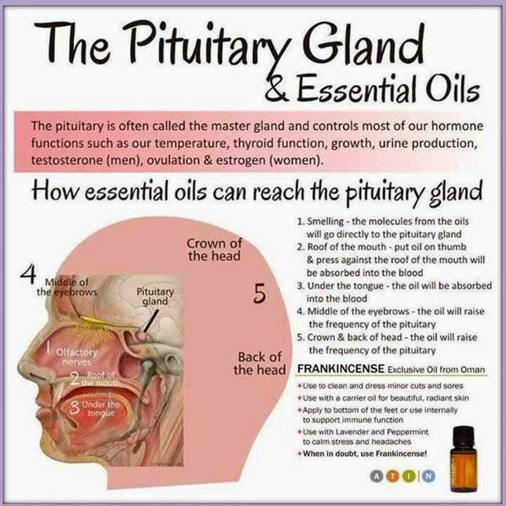 Pituitary Pituitary Extract