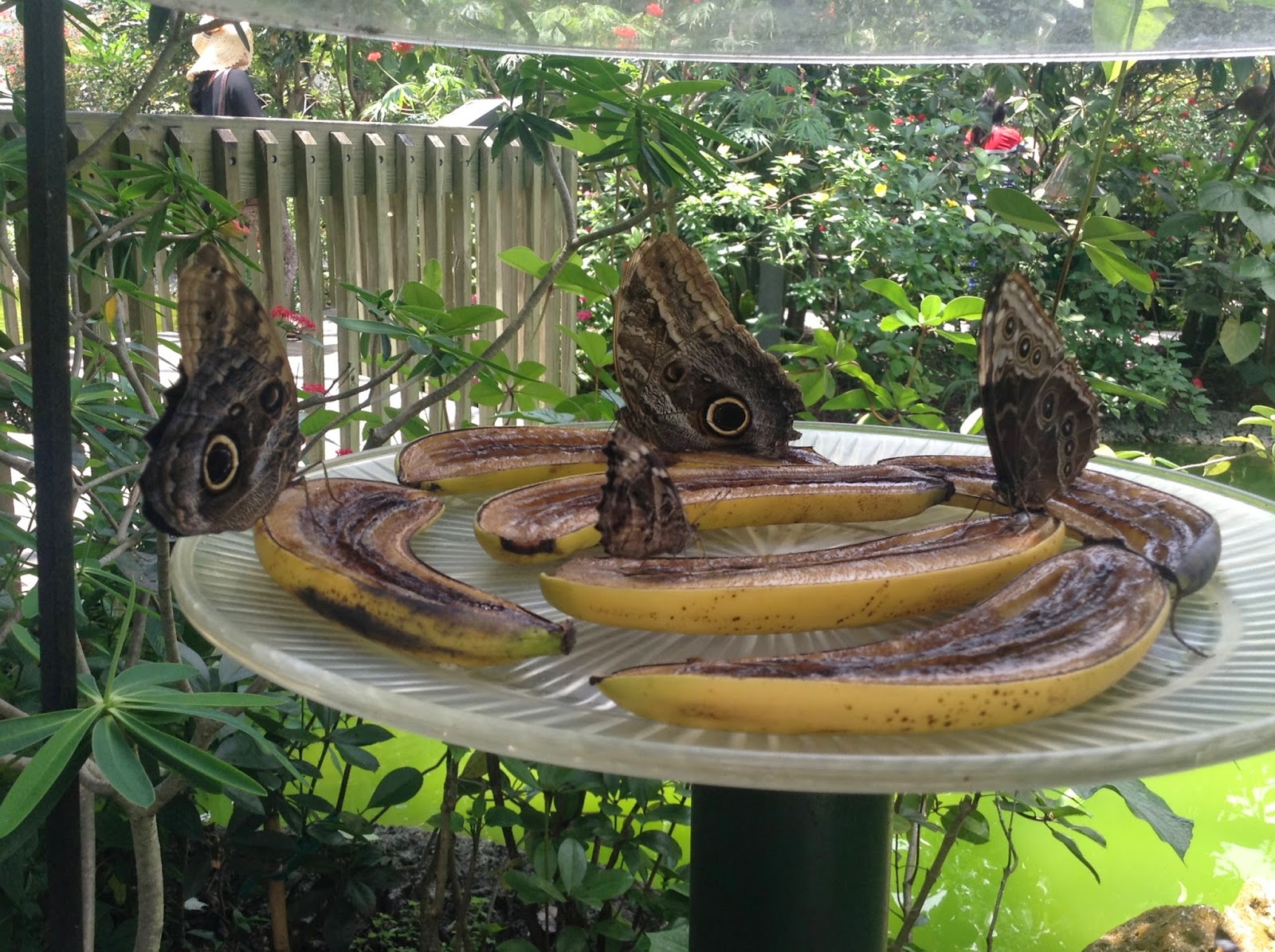 Tuấn Đoan .Butterfly World Fort Lauderdale Florida