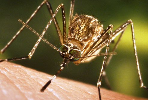 Close Up Mosquito