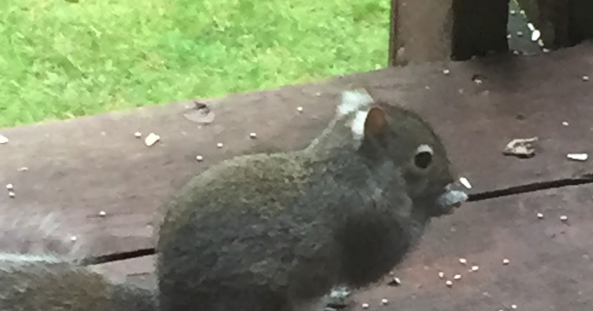 Into the Woods and Elsewhere Eastern gray squirrel with white ear tufts