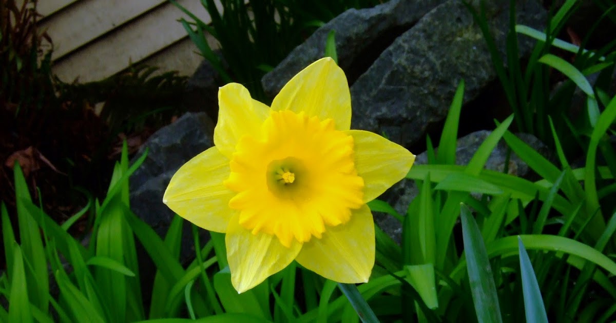 Plant Rare Plants, Plant Lovers Plant Blog Description And