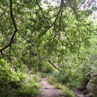 Bosque Laurisilva Barranco de Azuaje, Gran Canaria