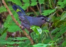 gray catbird