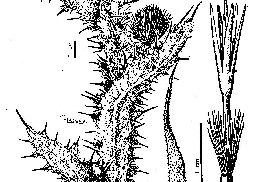 Malezas Comestibles Cardo Blanco