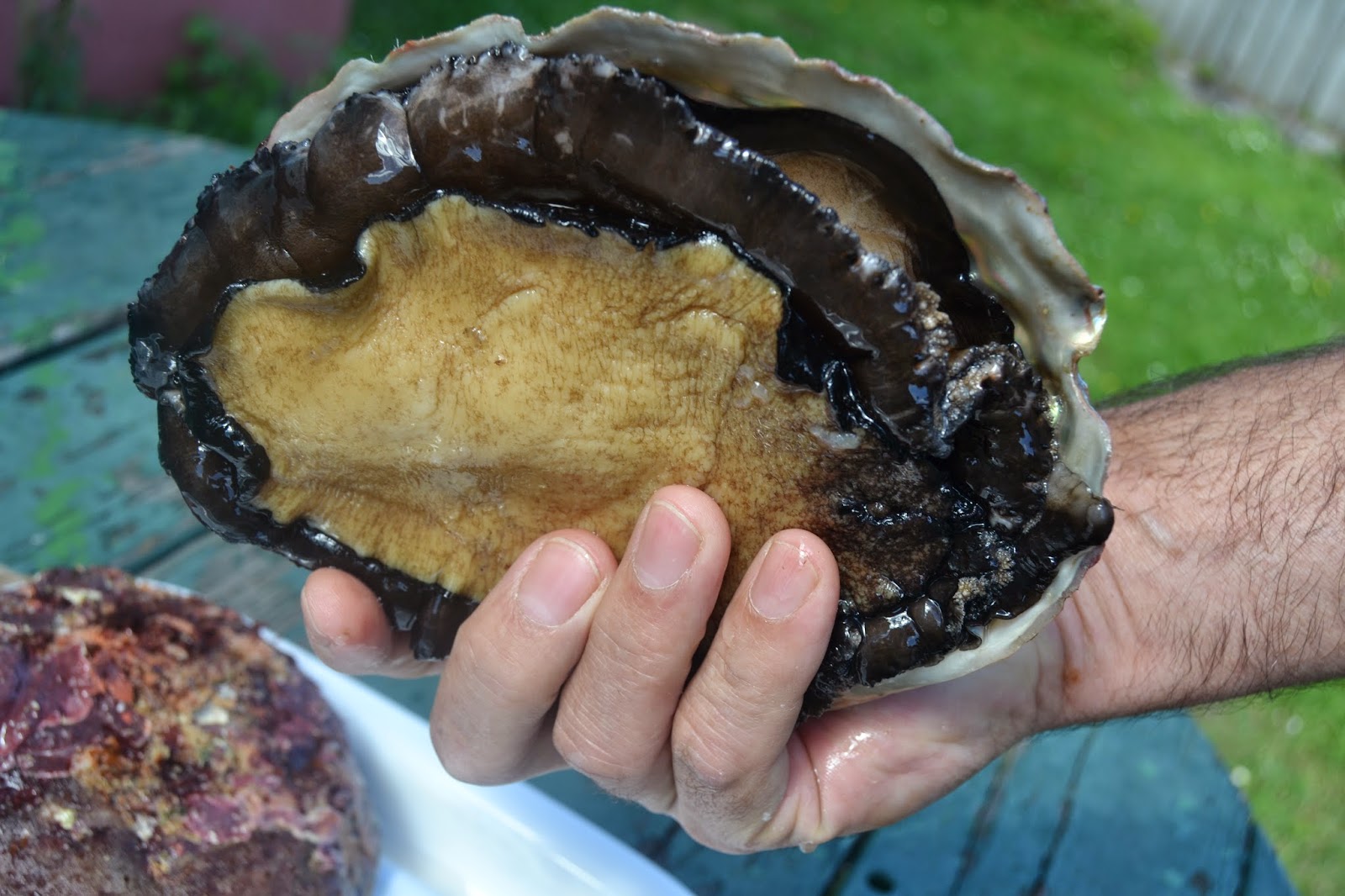 black lip abalone step by step preperation, Tasmania