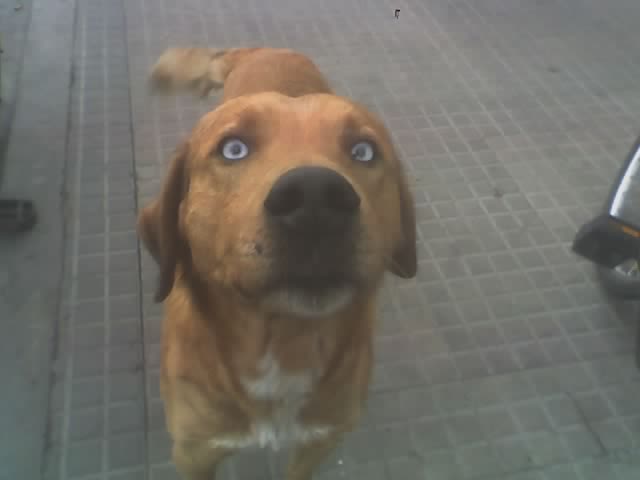 Ojos de Perro Azul