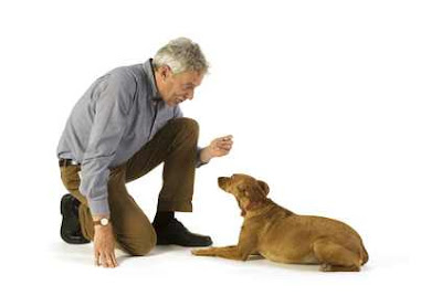 Discipline Affection Dog Training Discipline Affection Dog Training