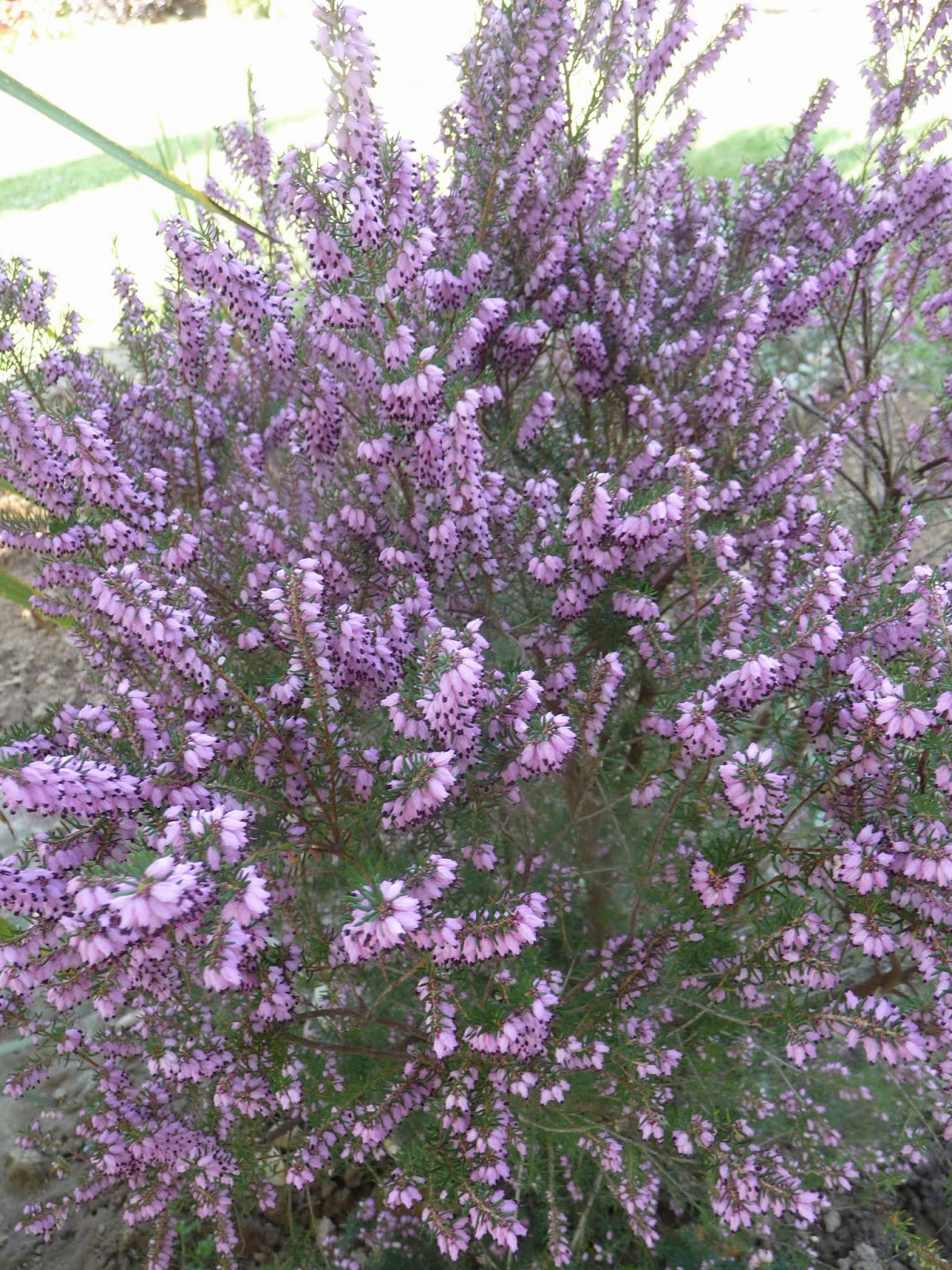 Les Elaeagnus Ebbingei
