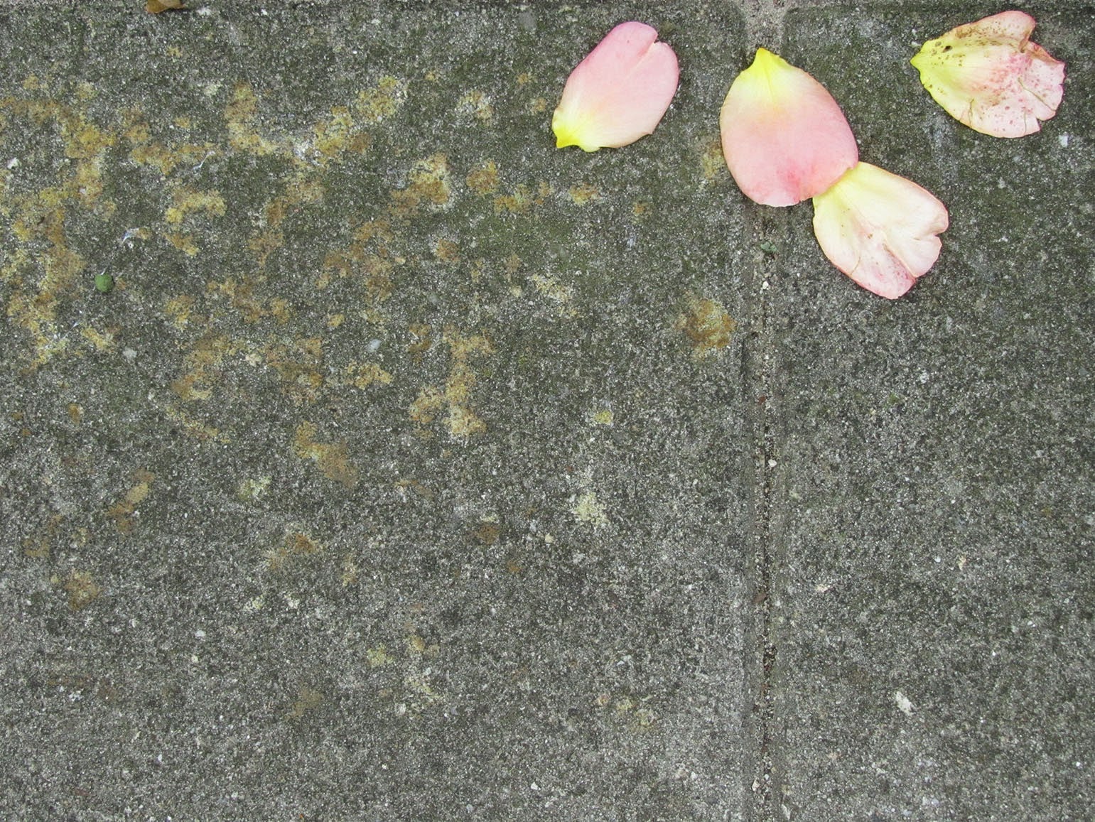 rose petals on the garden path