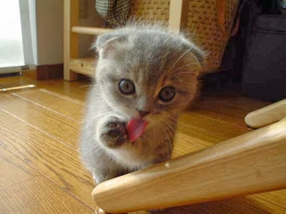 kitten cute