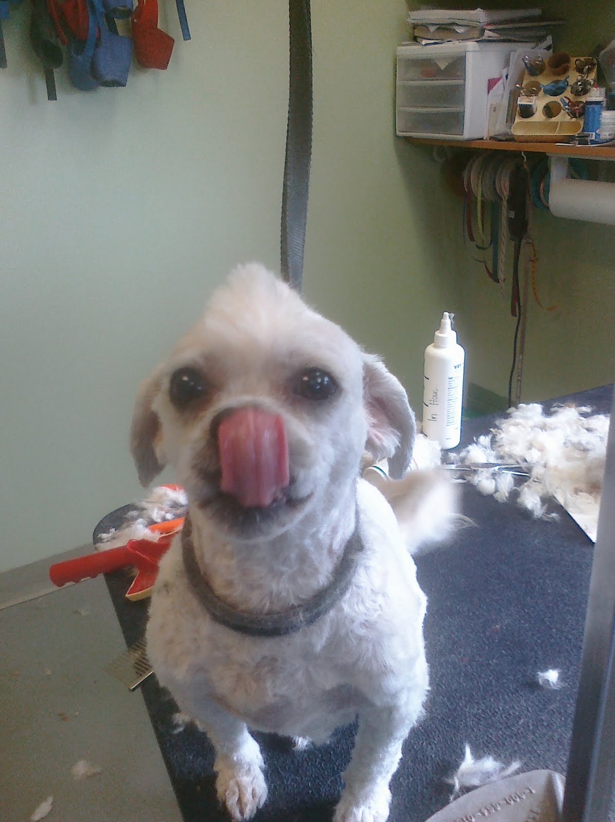 Memoirs of a Pet Groomer Mohawk Alert!!