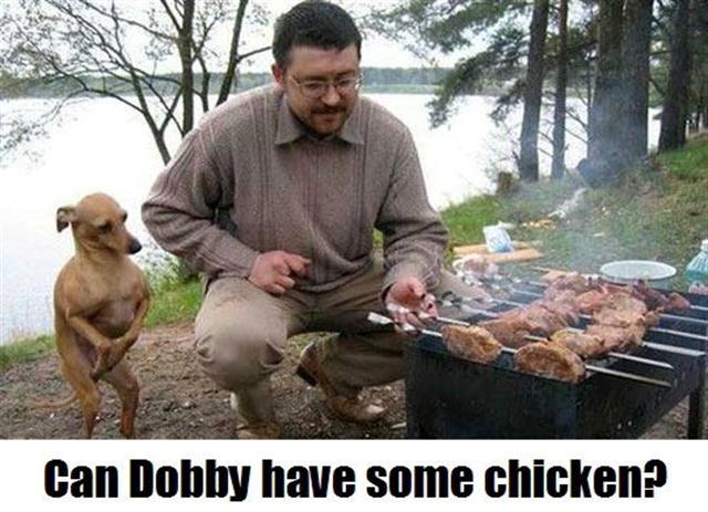 can-dobby-have-some-chicken.jpg