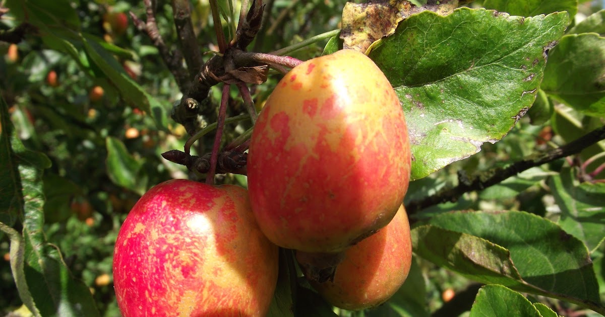 Soup Tuesday Crab Apple and Chilli Jelly