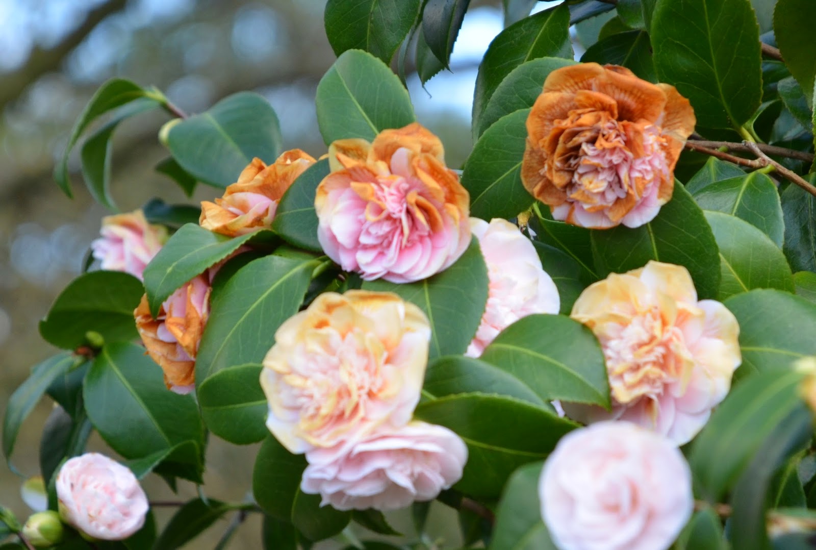 WHY ARE MY CAMELLIA FLOWERS GOING BROWN? The Garden of Eaden