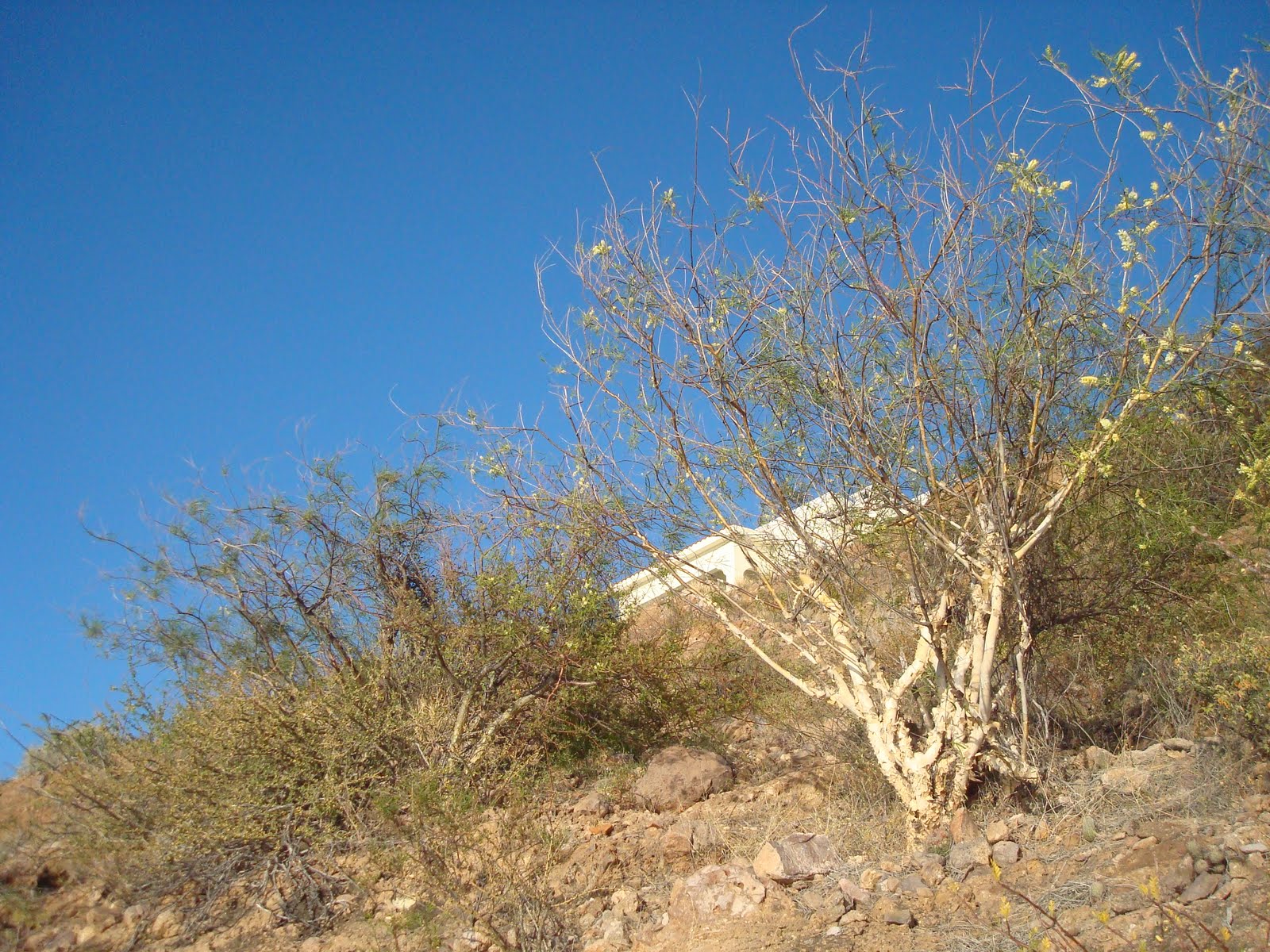 sancarlosfortin arbol torote blanco en el mar de cortez