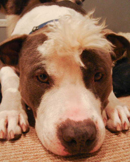 How To Stop Dog Chewing Rug