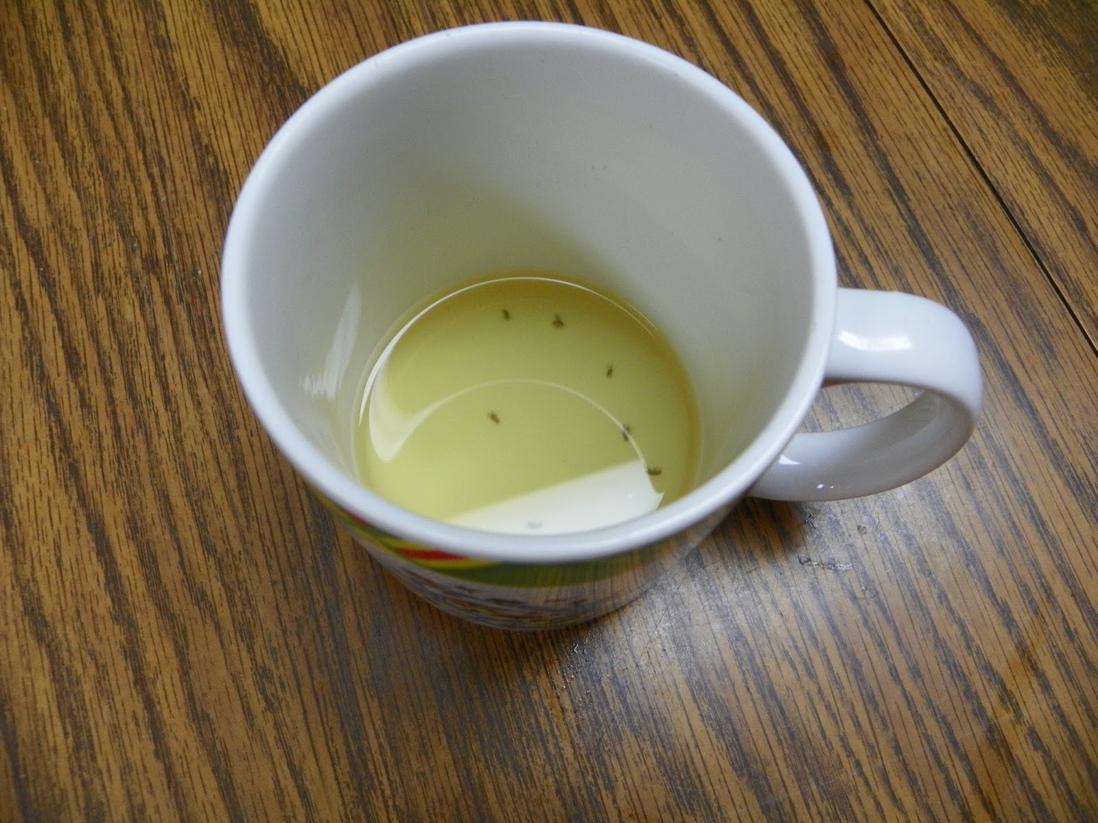 Dicky Bird's Nest Fruit Fly Trap